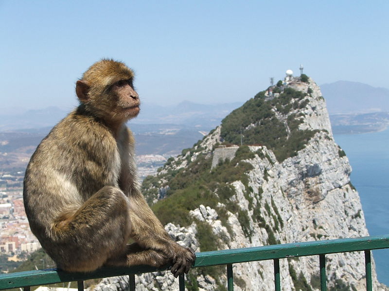 gibraltar-monkey